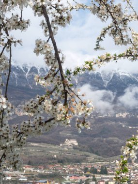 yung bahar ve horizo dağına kar çiçeği