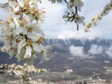 yung bahar ve horizo dağına kar çiçeği