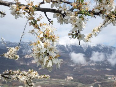 yung bahar ve horizo dağına kar çiçeği