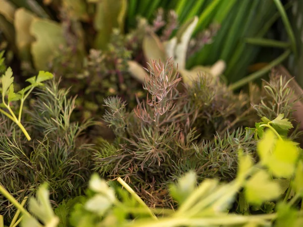 Market organik otlar