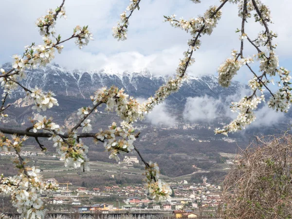 yung bahar ve horizo dağına kar çiçeği