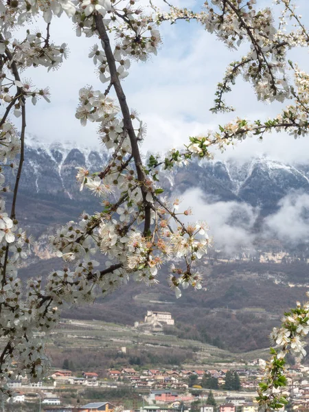 yung bahar ve horizo dağına kar çiçeği