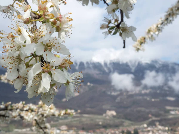 yung bahar ve horizo dağına kar çiçeği