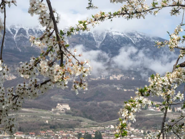 yung bahar ve horizo dağına kar çiçeği