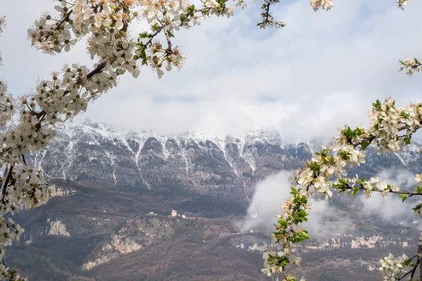 yung bahar ve horizo dağına kar çiçeği