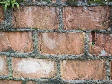 kırmızı duvar arka plan ve Misk