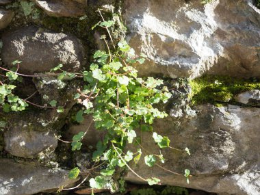 duvar arka plan ve Misk