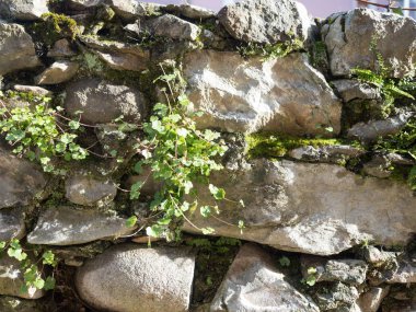 duvar arka plan ve Misk