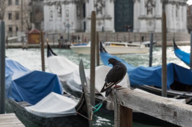 Venedik dünyanın en güzel şehri.