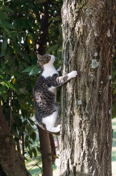 Gato Árbol —  Fotos de Stock