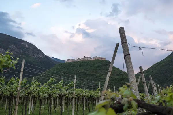 Primavera Trentino Viñedo Castillo —  Fotos de Stock