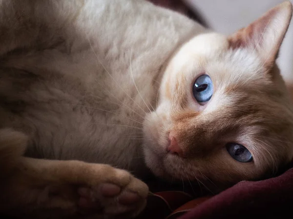 小甜白猫 — 图库照片