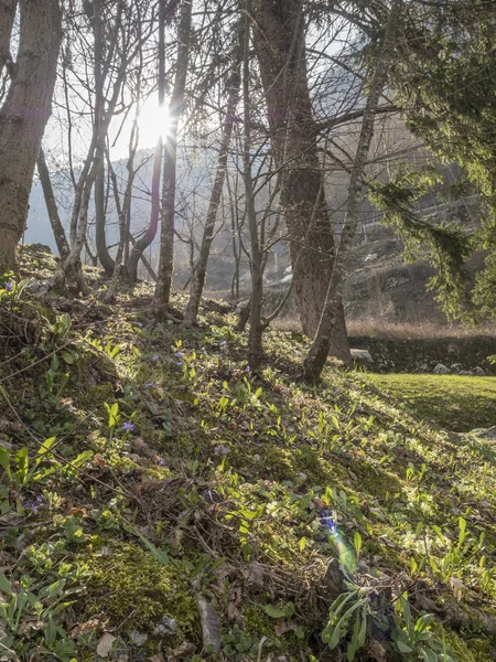 Campos y bosques en Trentino srpingtime —  Fotos de Stock