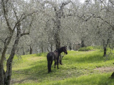 garda gölü dağlarında zeytin ağaçları