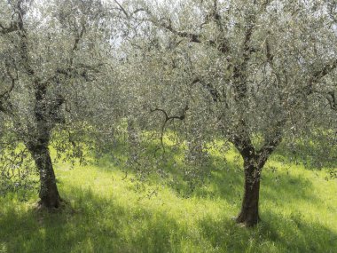garda gölü dağlarında zeytin ağaçları