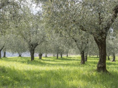garda gölü dağlarında zeytin ağaçları