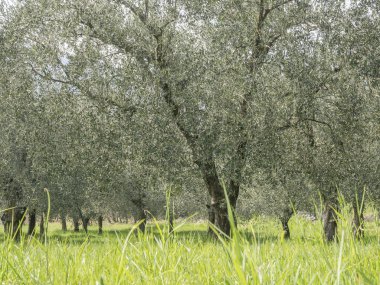 garda gölü dağlarında zeytin ağaçları