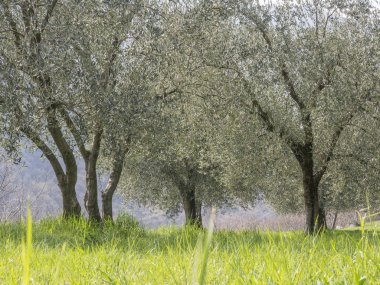 garda gölü dağlarında zeytin ağaçları