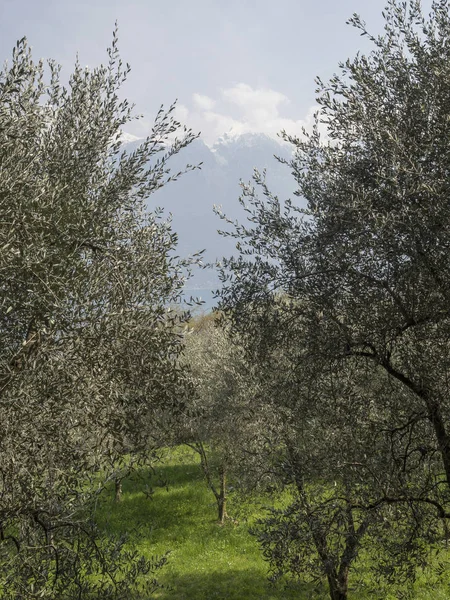 Olivos en las montañas del lago Garda —  Fotos de Stock
