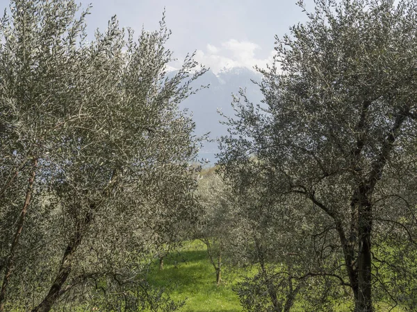 Olivos en las montañas del lago Garda —  Fotos de Stock
