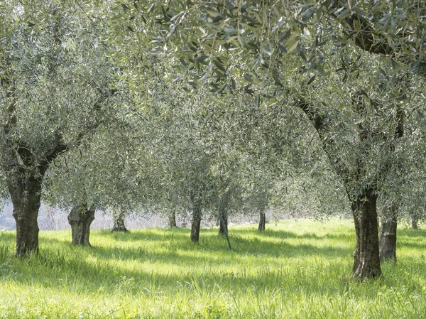 Olivos en las montañas del lago Garda —  Fotos de Stock