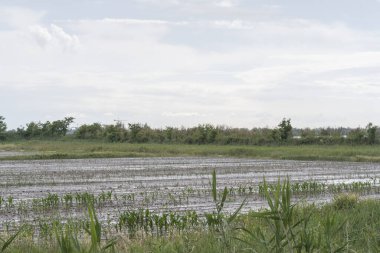 Balkon bahçeleri, şehir evindeki taze ve organik sebzeler bahçeleri.