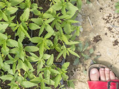 Marihuana bitkileri Toskana 'da yetişiyor.