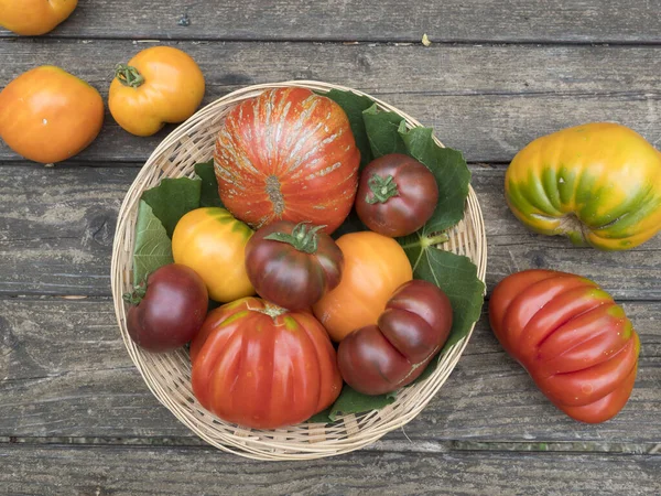 Vieilles Tomates Élevage Italien Biologique — Photo