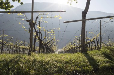 Trentino 'da bahar, üzüm bağı ve elma meyveleri vadide