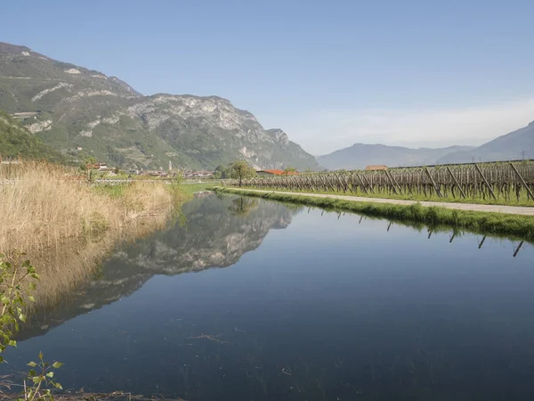 Primavera Trentino Viñedo Frutos Manzana Valle —  Fotos de Stock