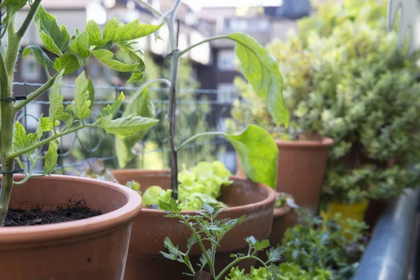 Balcon Jardinage Légumes Frais Biologiques Horticulture Dans Maison Urbaine — Photo