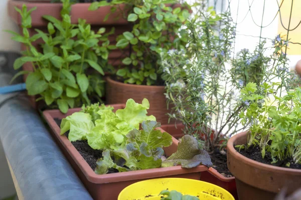 Balkon Bahçeleri Şehir Evindeki Taze Organik Sebzeler Bahçeleri - Stok İmaj