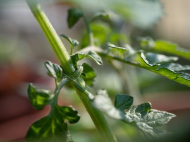 Apartman şehrinin balkonunda sebze yetiştirmek, saksılarda domates yetiştirmek kabak sıkmak, aşık olmak.