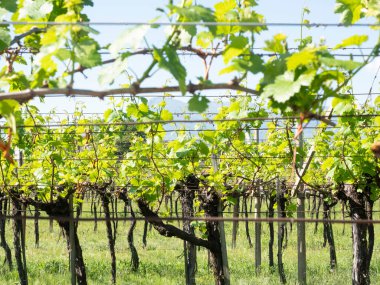 Trentino İlkbahar Sabahında Asma Bahçesi