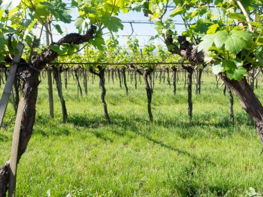 Trentino İlkbahar Sabahında Asma Bahçesi