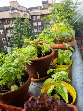 Balkonda sebze, şehir merkezinde bahçıvanlık, şehir yaşamında iyi bir tarz.