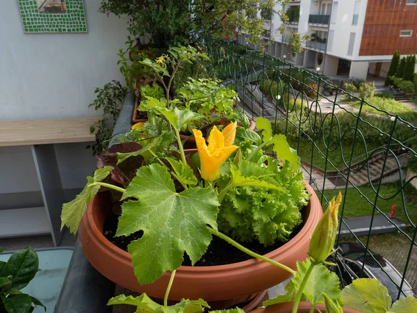 Verdura Sul Balcone Orticoltura Domestica Luogo Urbano Buon Stile Nella — Foto Stock