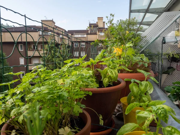 Balkonda Sebze Şehir Merkezinde Bahçıvanlık Şehir Yaşamında Iyi Bir Tarz Telifsiz Stok Fotoğraflar