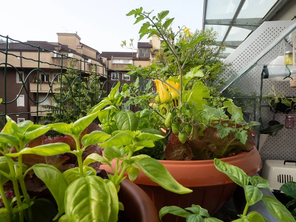 Verdura Sul Balcone Orticoltura Domestica Luogo Urbano Buon Stile Nella — Foto Stock