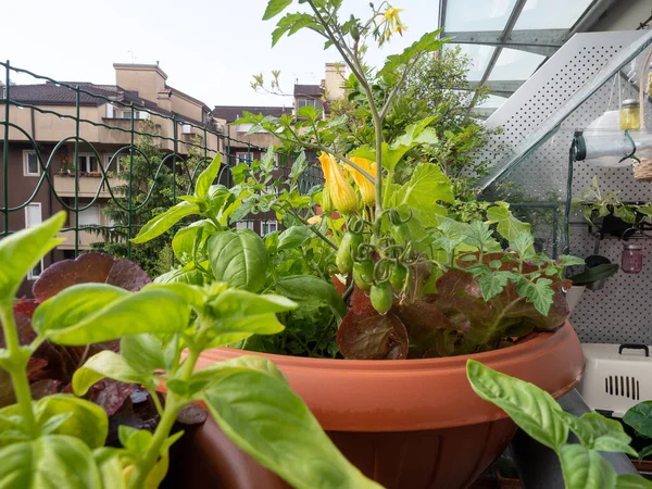 Balkonda Sebze Şehir Merkezinde Bahçıvanlık Şehir Yaşamında Iyi Bir Tarz - Stok İmaj