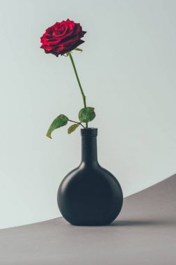 gri yüzeyüzerinde siyah vazo kırmızı gül, sevgililer günü kavramı
