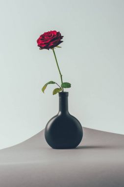 gri yüzeyüzerinde siyah vazo kırmızı gül, sevgililer günü kavramı
