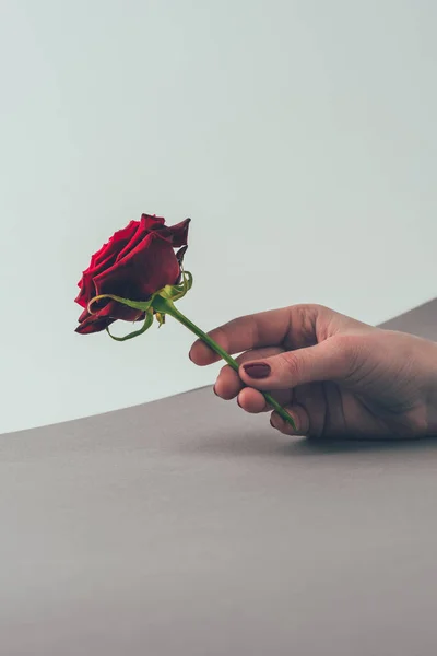 Bijgesneden Beeld Van Vrouw Holding Red Rose Hand Valentijnsdag Concept — Stockfoto