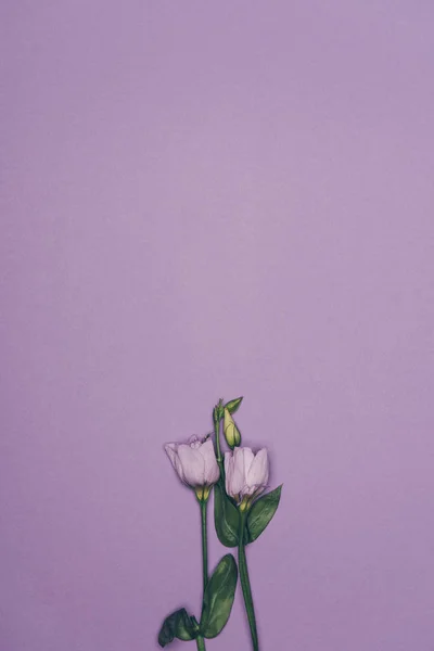 Top View Eustoma Flowers Green Leaves Isolated Purple — Free Stock Photo