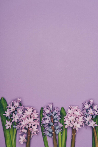 top view of arranged hyacinth flowers isolated on purple 