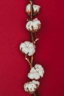 close up view of cotton flowers on twig isolated on red clipart