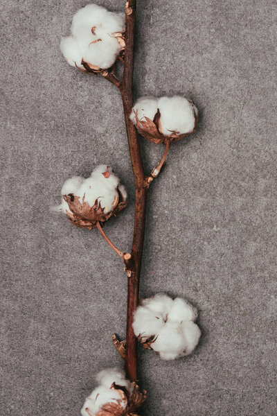 близкий вид хлопковых цветов на веточке на серой поверхности
