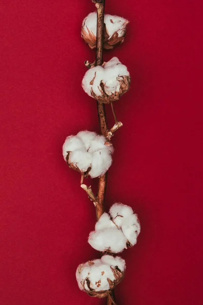 Nahaufnahme Von Baumwollblumen Auf Zweigen Isoliert Auf Rot — Stockfoto