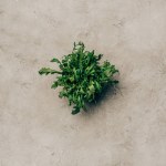 Stelletje groene rucola laat op lichte achtergrond