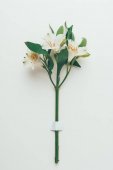 close-up view of beautiful tender lily flowers with green leaves on twig on grey